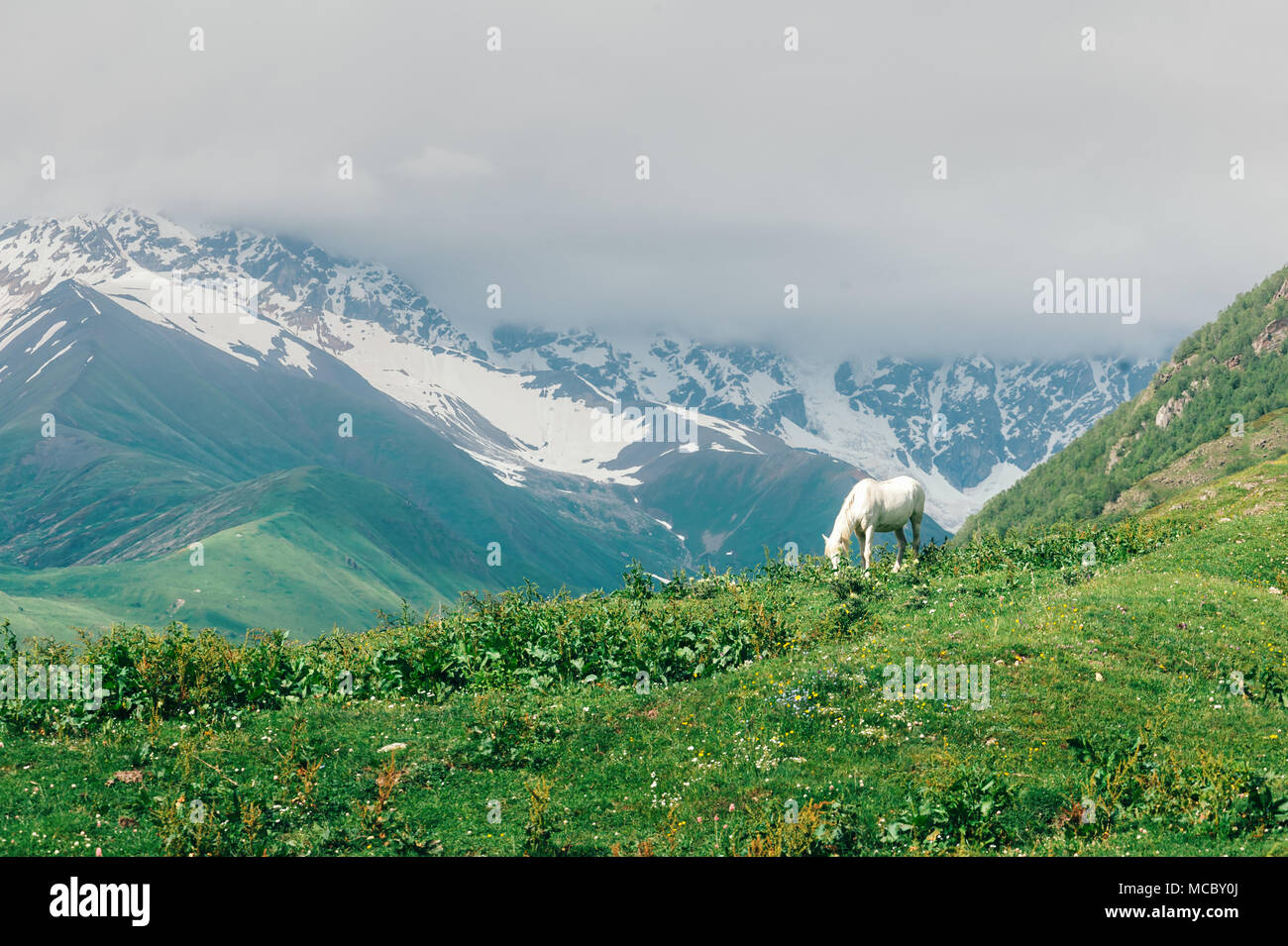 Cheval blanc en haute montagne Banque D'Images