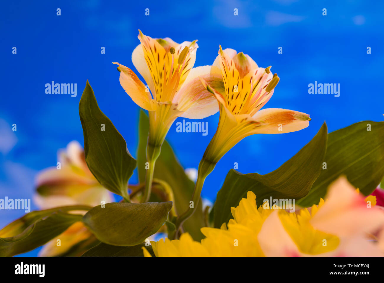 Libre d'Alstroemerias jaunes fleurs communément connu comme des lis péruviens ou lis des Incas contre un fond bleu Banque D'Images