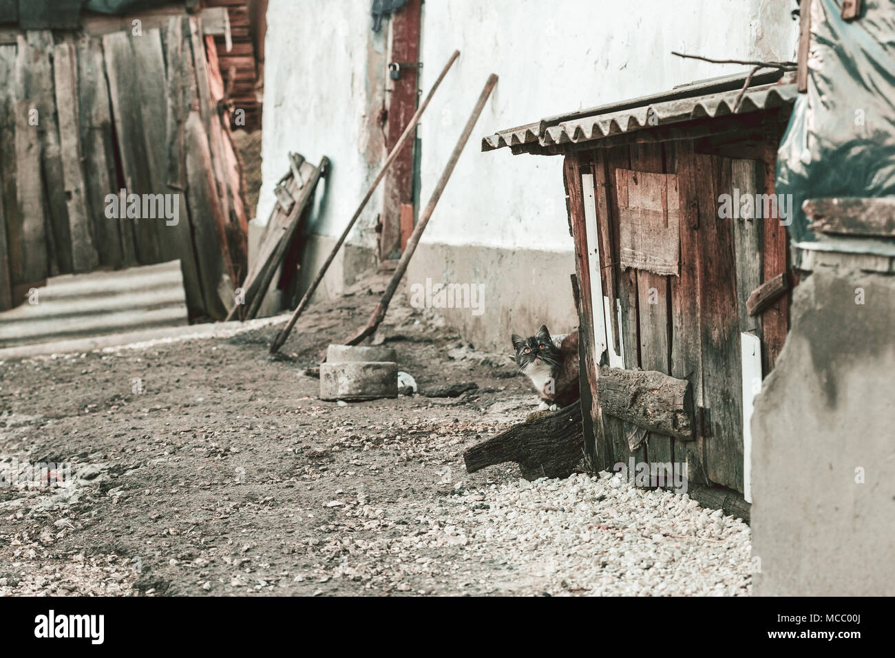 Old vintage background ferme abandonnée avec un chat qui se cache derrière le hangar. Retrouvez le chat Banque D'Images
