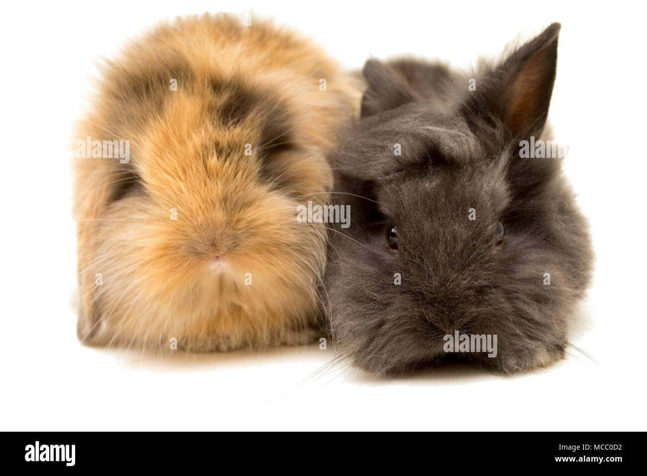 Deux petits lapins sur blanc. Banque D'Images