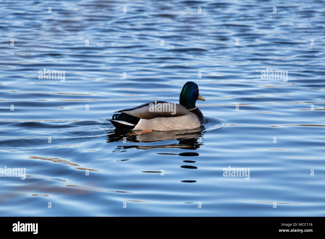 Canard colvert Canard colvert mâle sur la rivière Magog, Québec Mars Banque D'Images