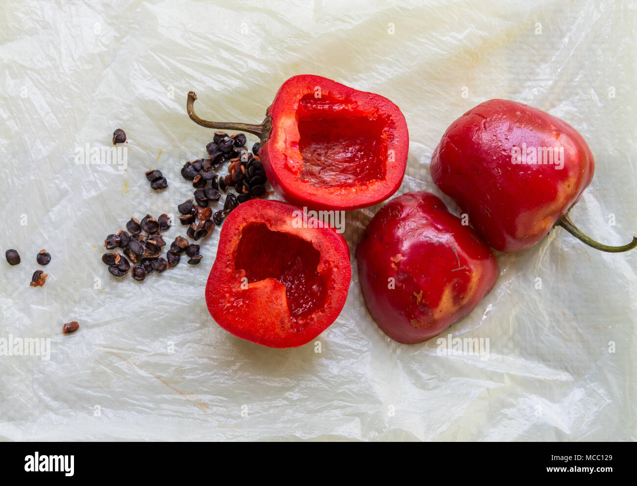 Red Hot Chili Peppers, coupées en deux. La Colombie, l'Amérique du Sud. Banque D'Images