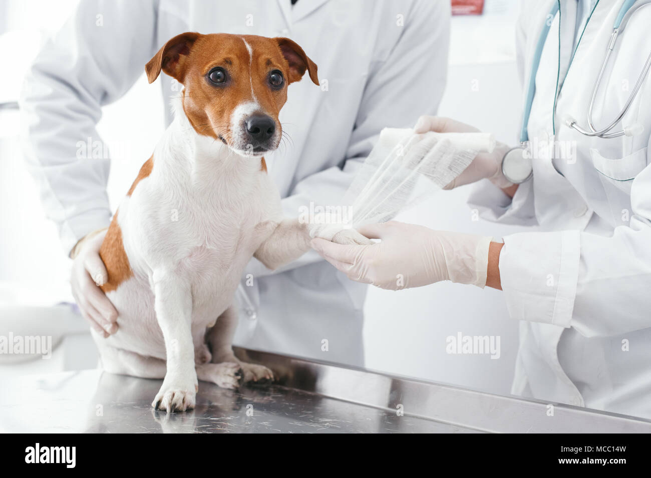 Fracture de la patte de chien, imposer un plâtre blanc. Concept clinique vétérinaire. Services d'un médecin pour les animaux, la santé et le traitement des animaux domestiques Banque D'Images
