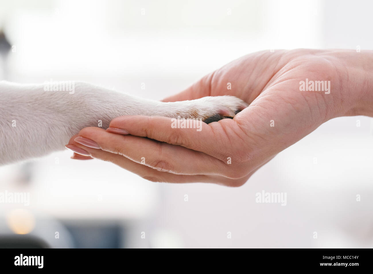 Friendly woman holding dogs les jambes dans les mains. Concept clinique vétérinaire. Services d'un médecin pour les animaux, la santé et le traitement des animaux domestiques Banque D'Images