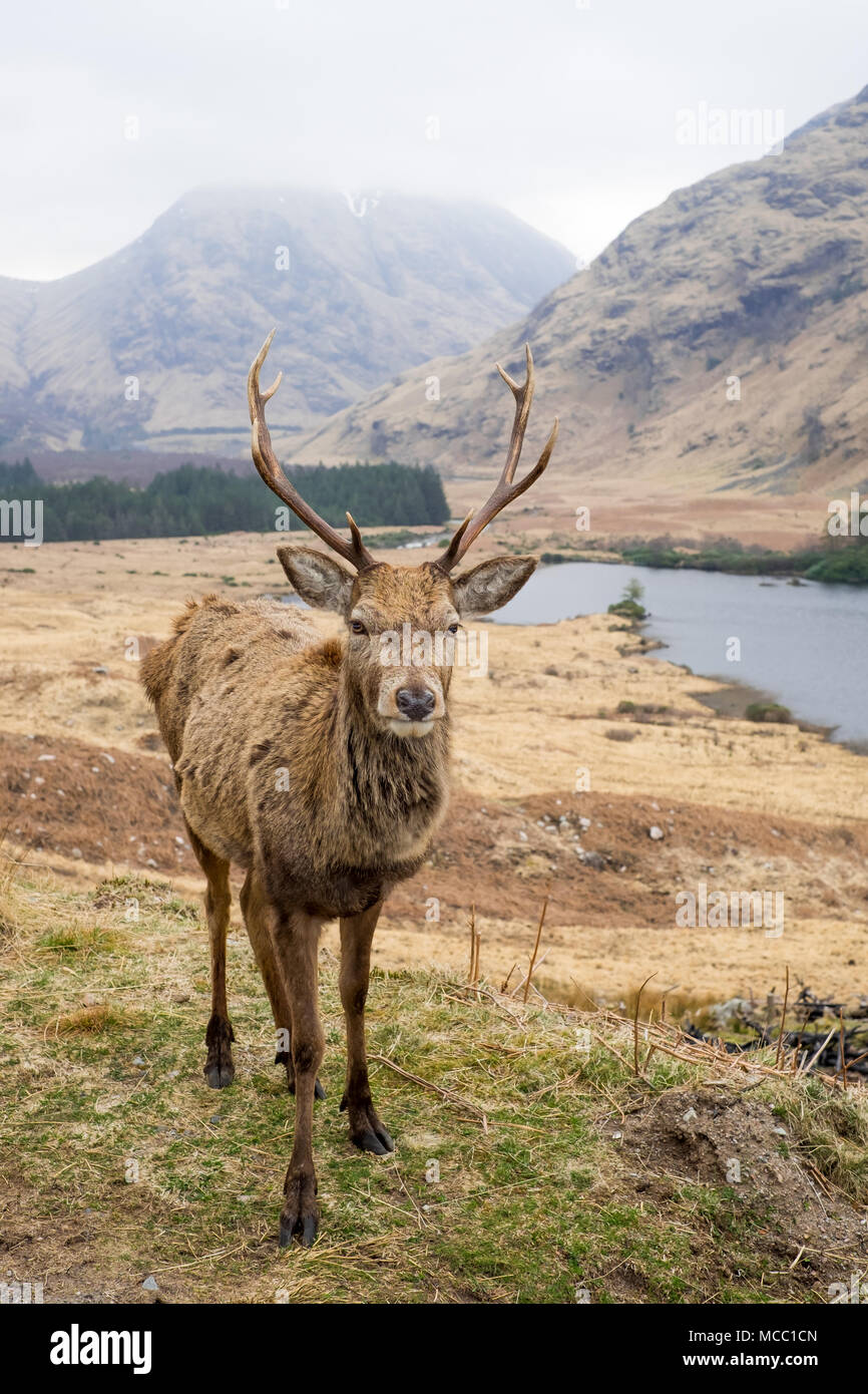 Red Deer Stag au bord de la route dans la région de Glen Etive, Ecosse Banque D'Images