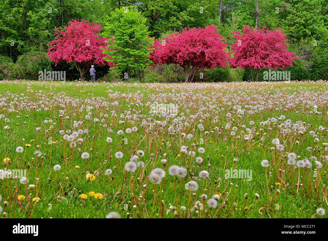 Journée de printemps complète avec de l'herbe verte et des pommiers à crabes fleuris. Les pissenlits à fleurs printanières ajoutent une touche de jaune au paysage Banque D'Images