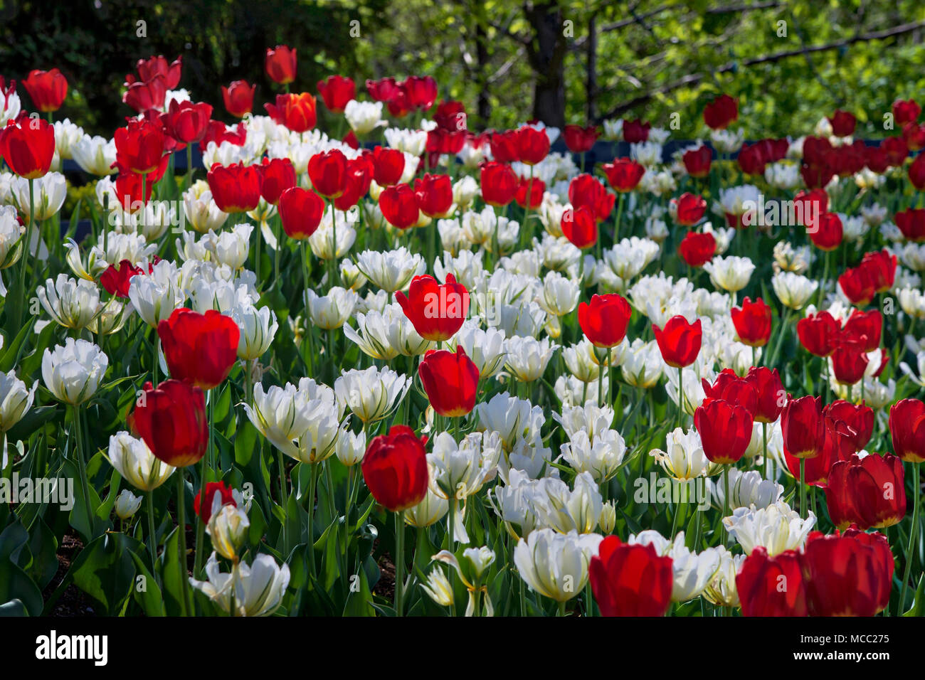 Tulipe rouge et blanche dans le jardin, jardin botanique de Toronto Photo  Stock - Alamy