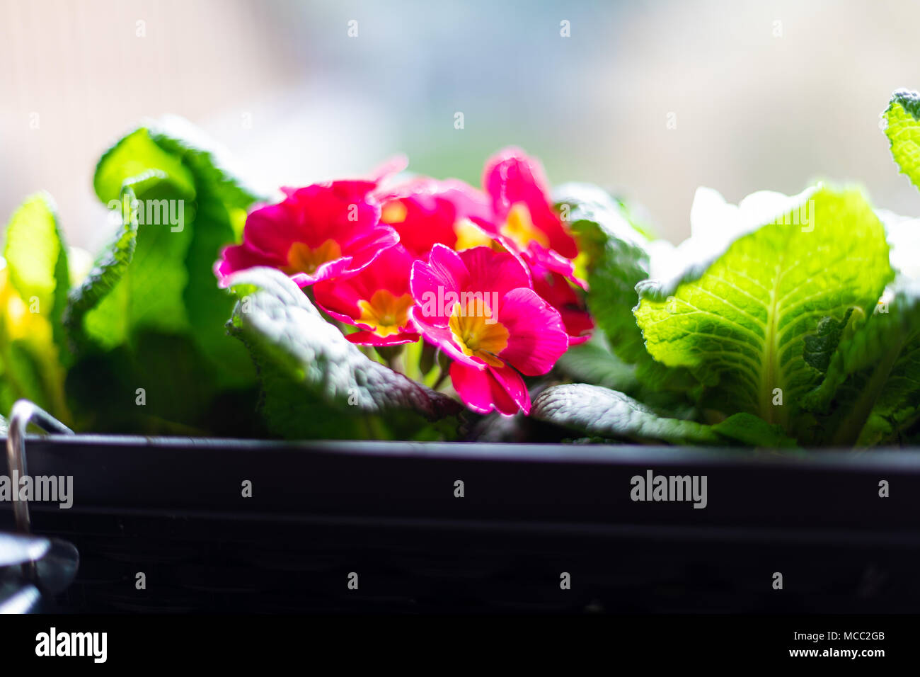 Libre d'un balcon fort avec des primevères en été Banque D'Images