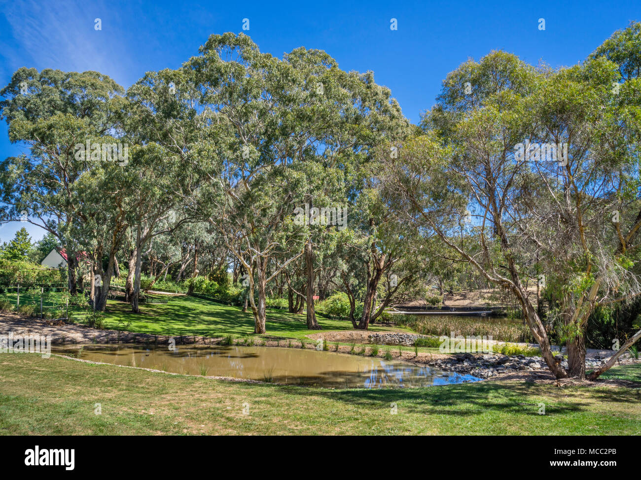 Pelouse à l'Eucalyptus Orange Jardins Botaniques, un domaine boisé avec de nombreux vestiges dont les Eucalyptus Boîte jaune et Apple Fort, Orane, Central West Nouveau Banque D'Images
