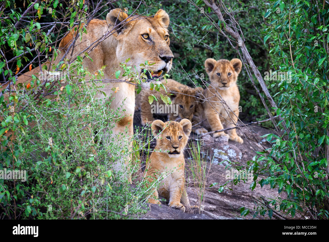 L'African Lion cub, (Panthera leo), parc national du Kenya, Afrique Banque D'Images