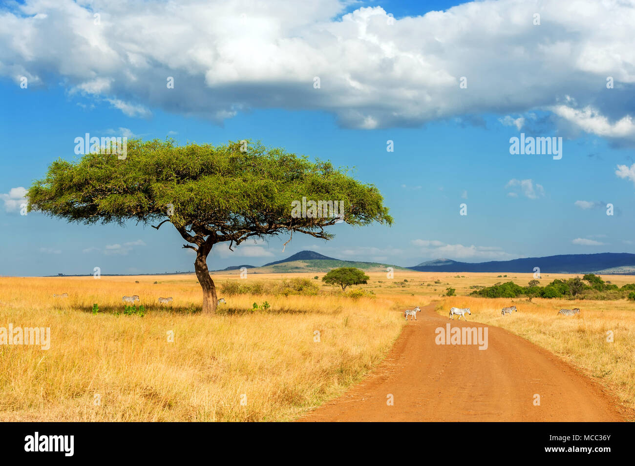 Beau paysage avec des arbres en Afrique personne ne Banque D'Images