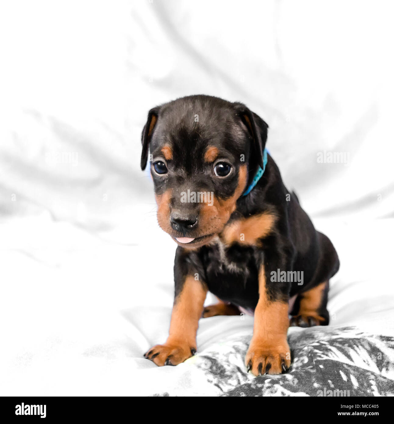 Noir et feu petit chiot pinscher nain assis à fond blanc avec sa langue dehors Banque D'Images