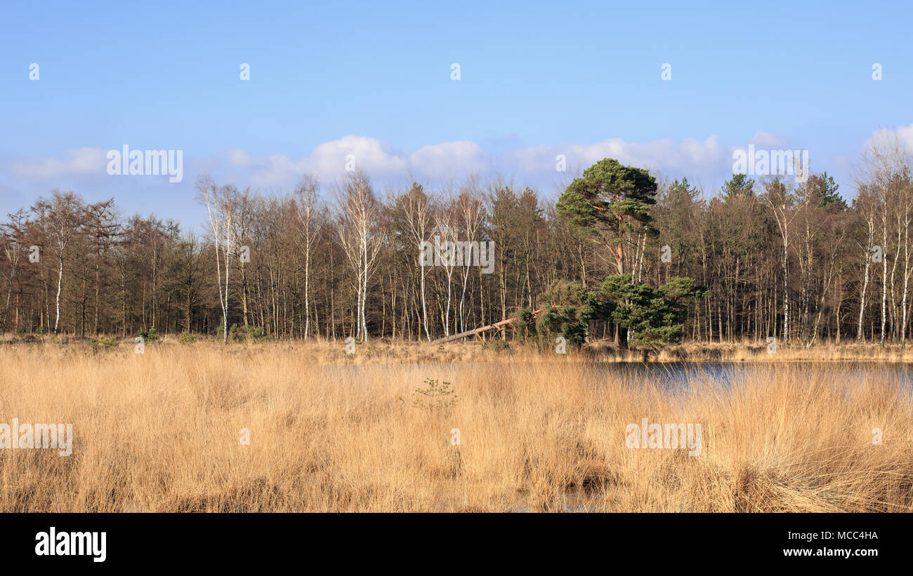 Les zones humides ensoleillés avec une lisière de forêt, les Pays-Bas Banque D'Images
