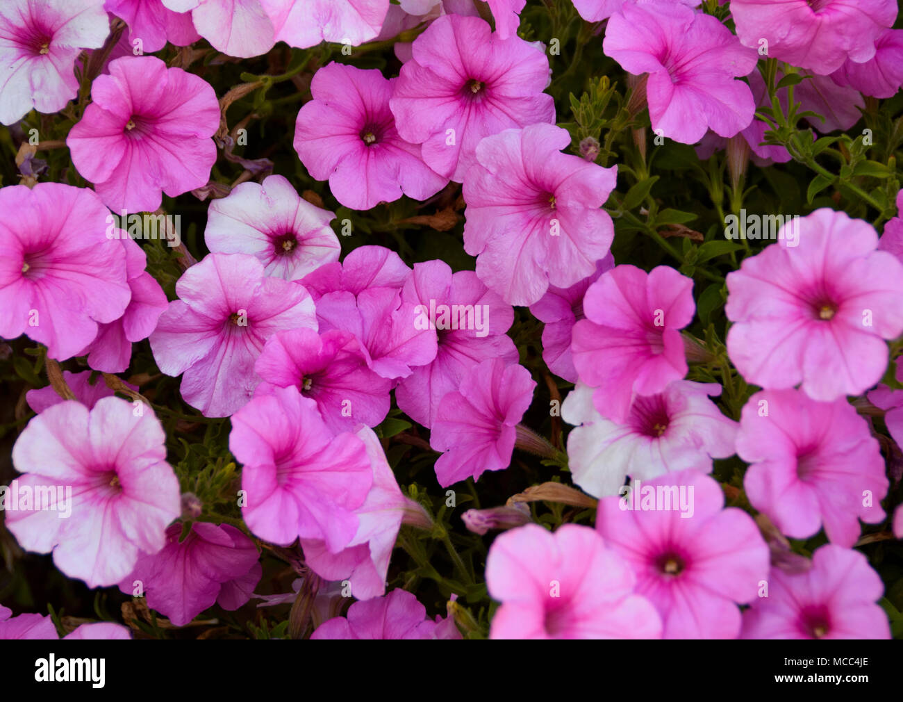 Image complète de diverses nuances de rose pétunia fleurs. Banque D'Images
