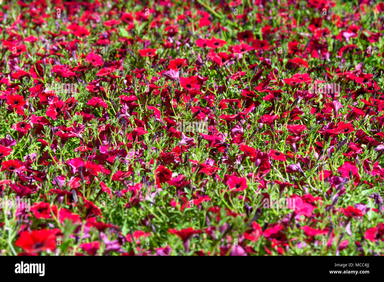 Image complète de pétunia rouge fleurs du jardin sur une journée ensoleillée. Banque D'Images
