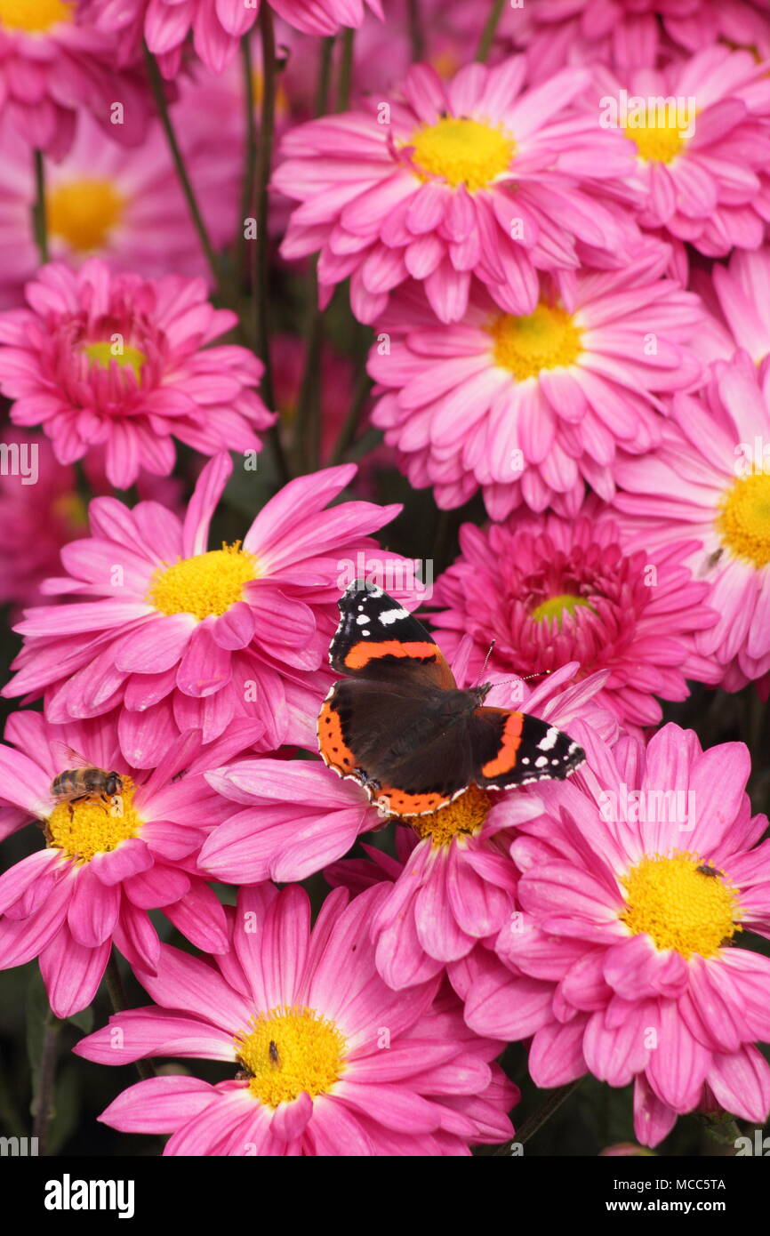 Papillon Vulcain (Vanessa atalanta) sur chrysanthème 'Rose' Fleur Mariage Enbee dans un jardin anglais, la fin de l'été,UK Banque D'Images