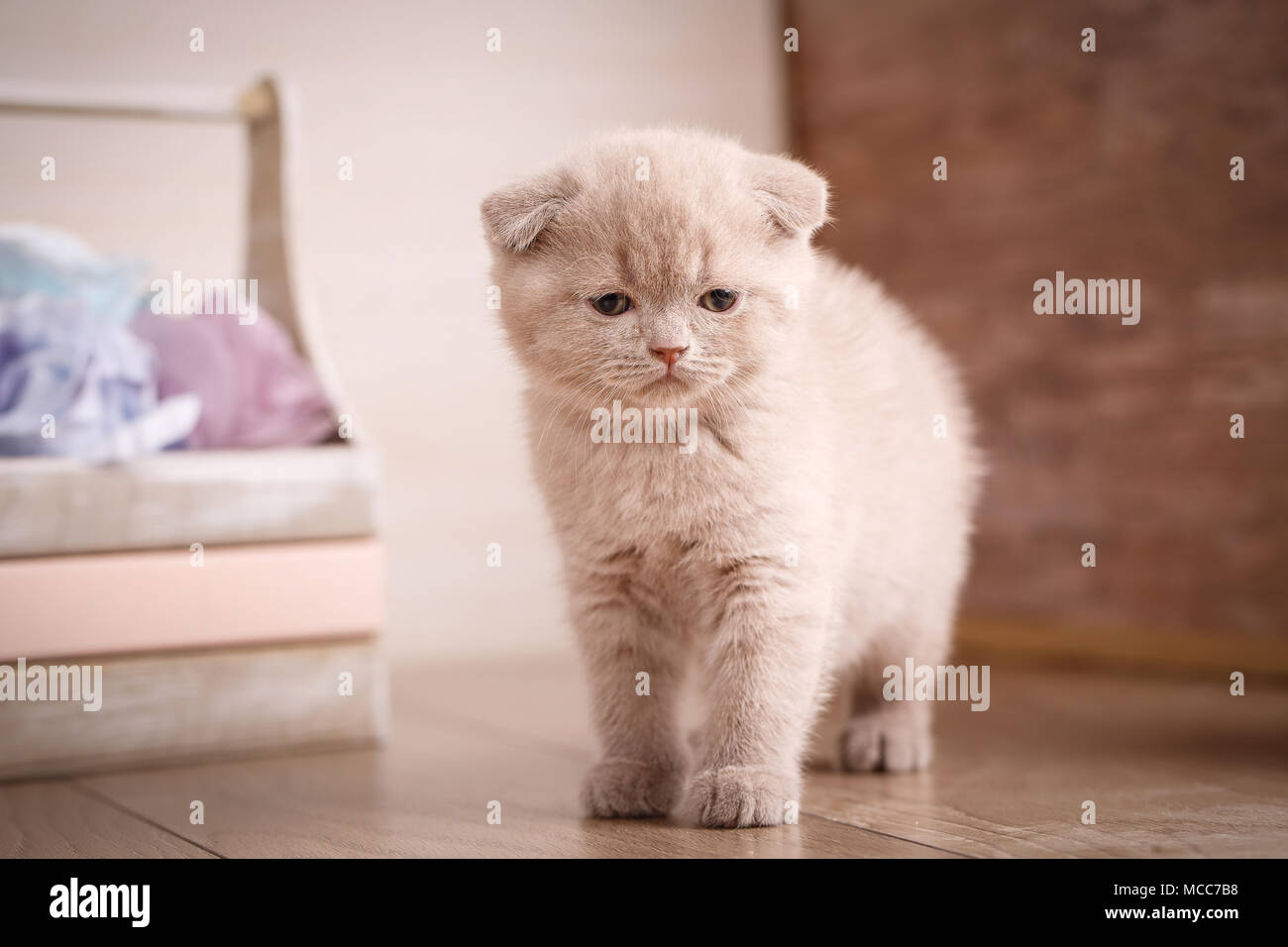 Scottish Fold Couleur Creme Espiegle Portrait De Chat Photo Stock Alamy