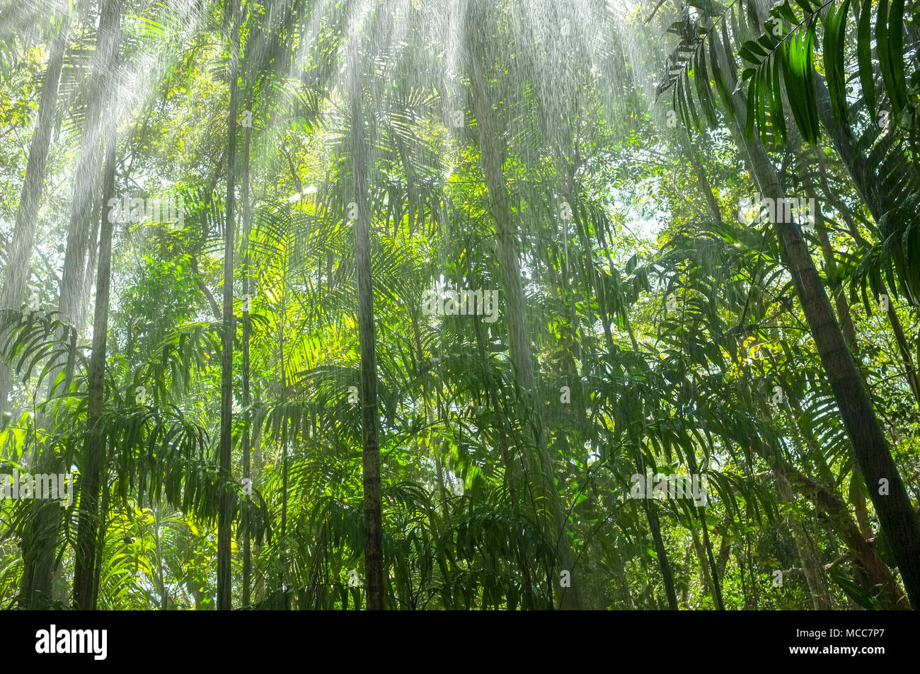 La pluie dans la forêt tropicale près de Darwin dans le Territoire du Nord de l'Australie. Banque D'Images