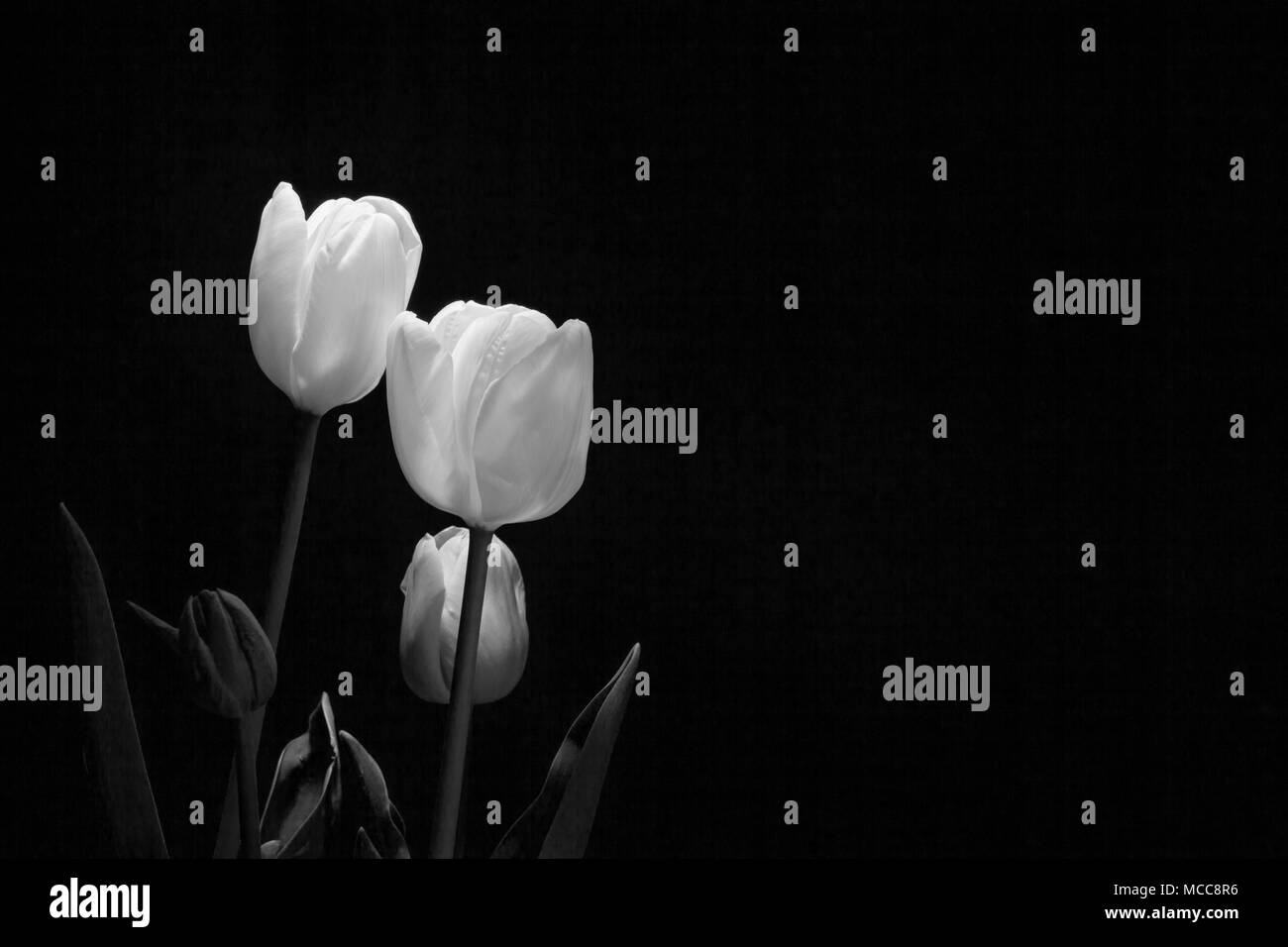 Groupe de tulipes blanches sous une faible lumière sur fond noir Banque D'Images