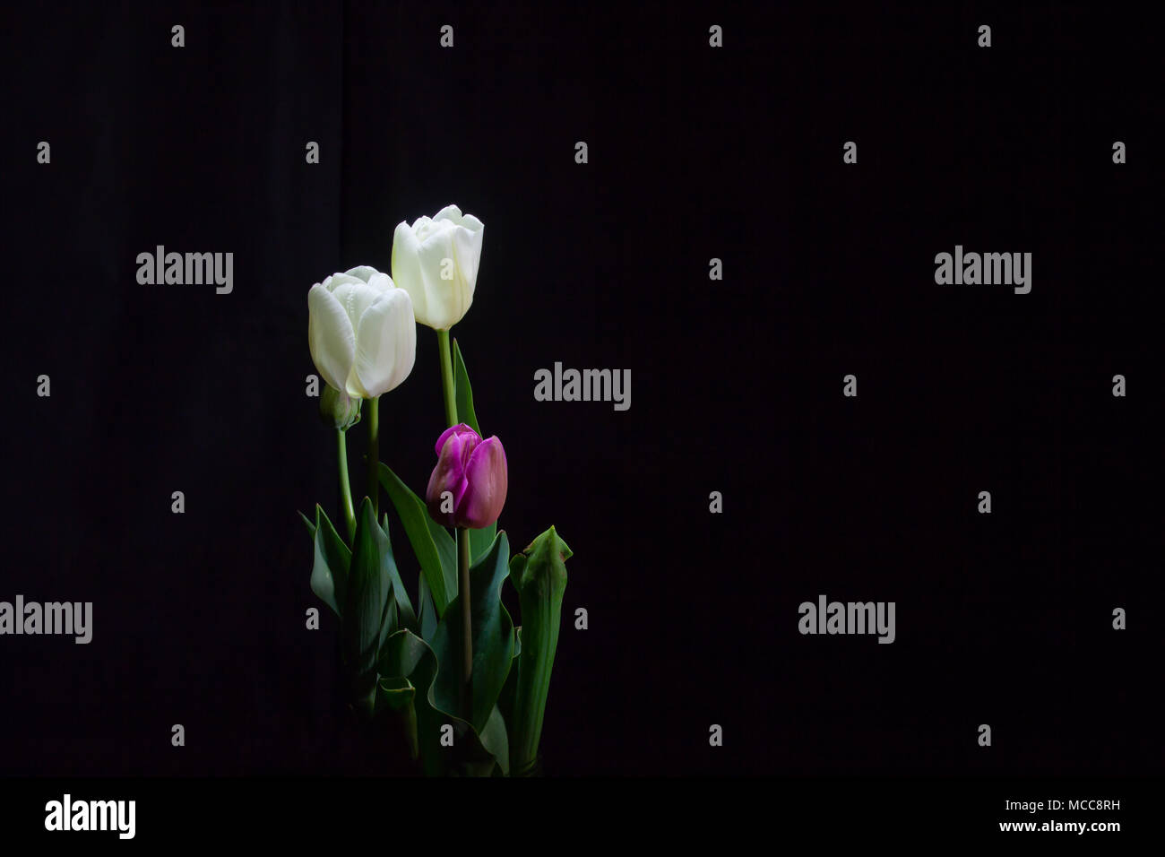 Groupe de tulipes sous une faible lumière sur fond noir (cadrage au centre à gauche) Banque D'Images