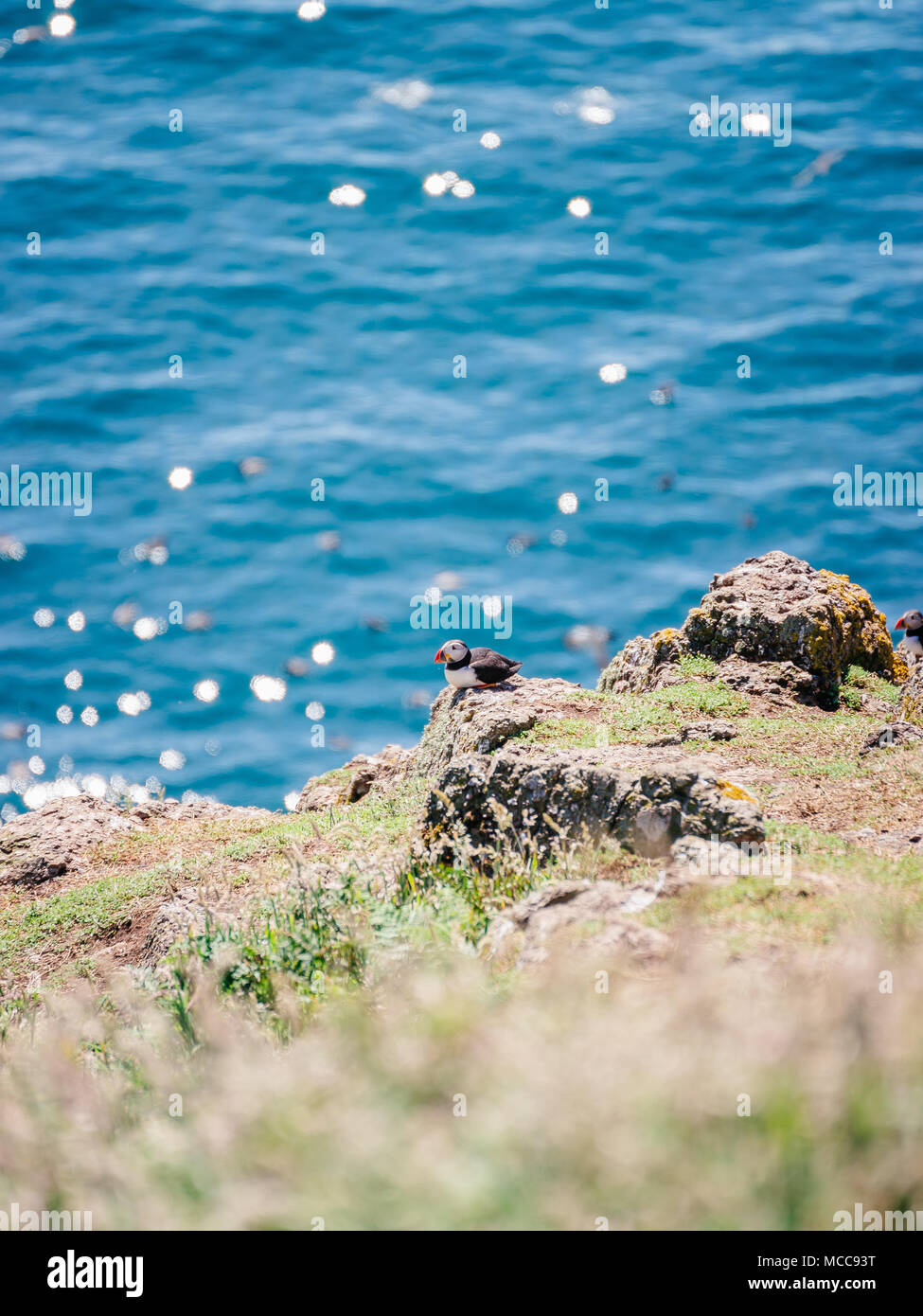 Macareux moine assis sur les falaises de l'île de Skomer West Wales Pembrokeshire UK Banque D'Images