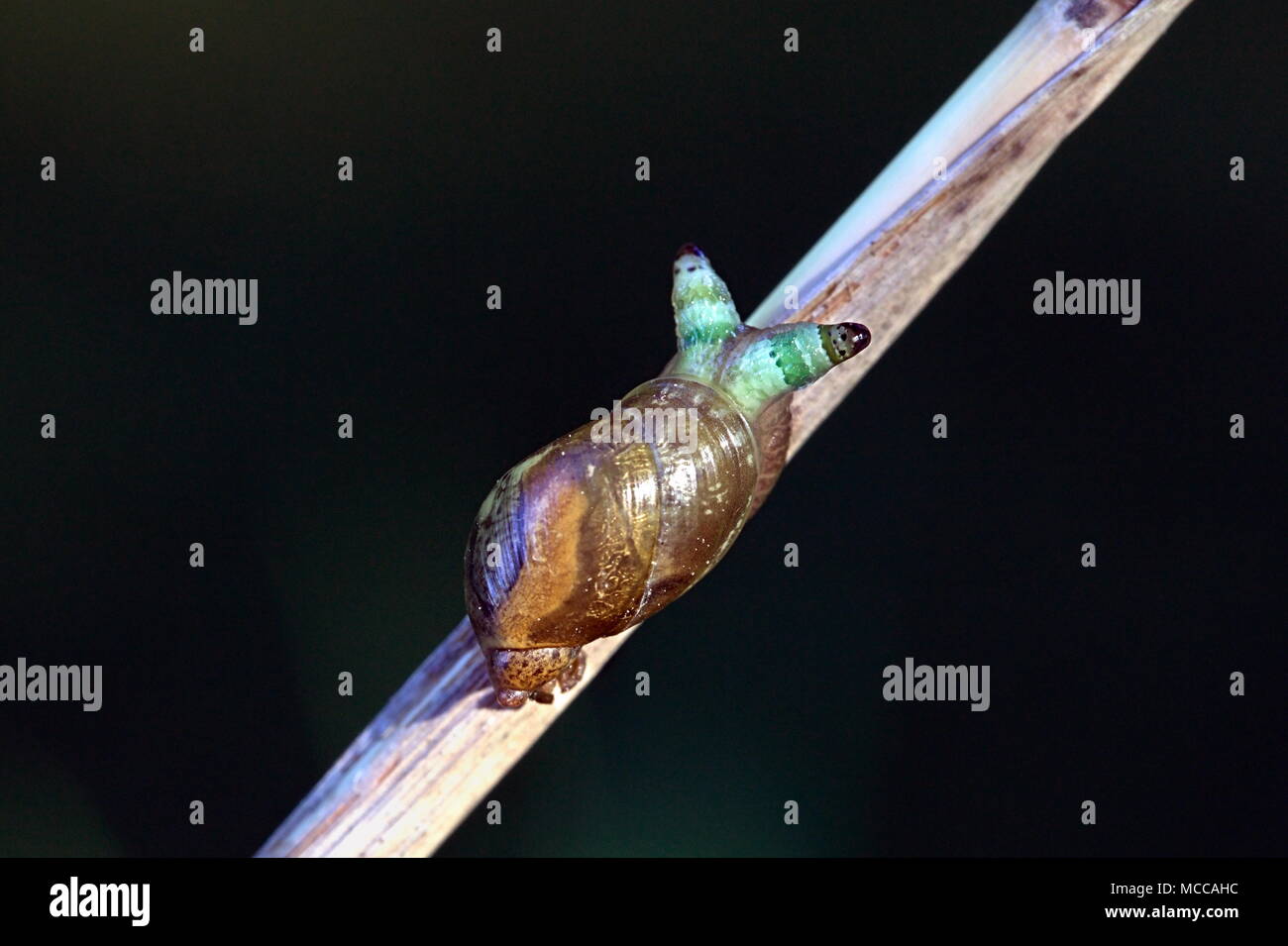 Les bandes vertes, broodsac Leucochloridium paradoxum, un ver parasite vivant dans l'ambre de l'escargot, Leucochloridium paradoxum Banque D'Images