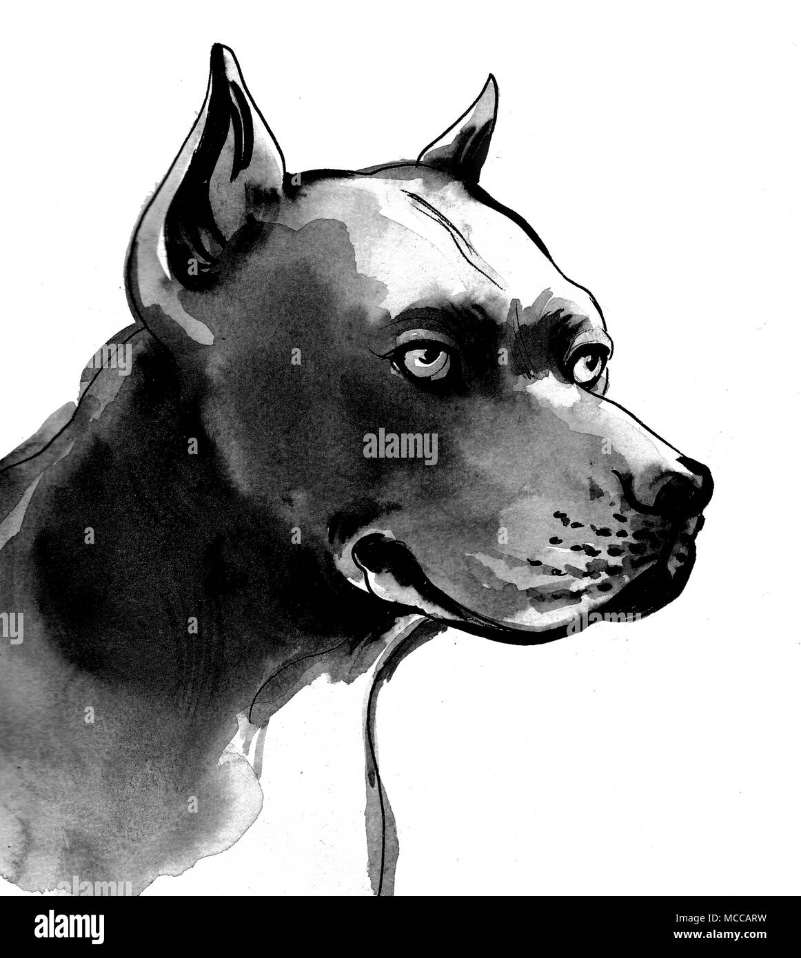 Black pit bull dog. Encre et aquarelle illustration Banque D'Images