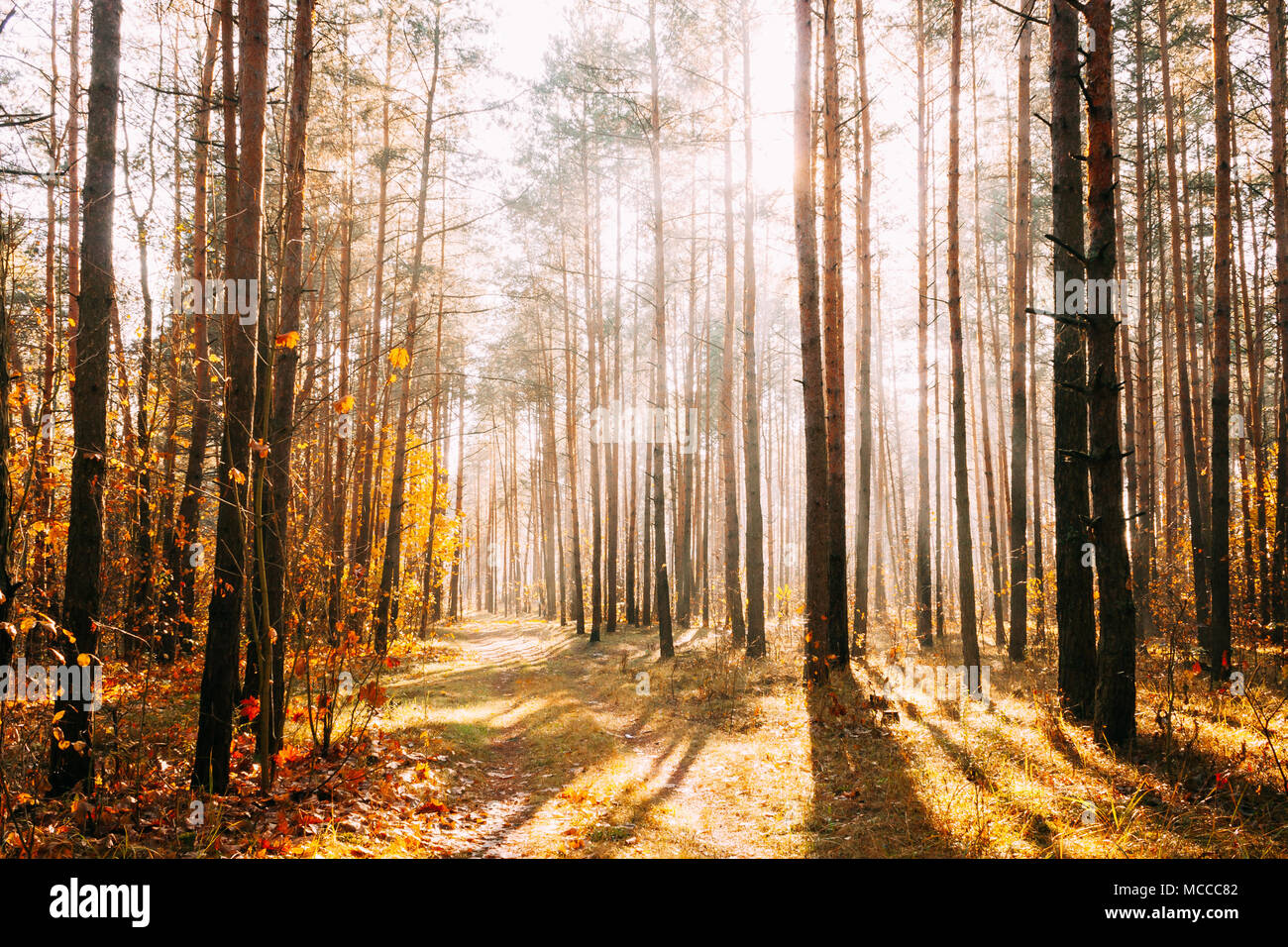 Soleil qui brille à travers la forêt de conifères Woods Lane, sur route de campagne. Allée en chemin, forêt d'automne. Coucher du soleil lever du soleil dans les arbres des bois. Banque D'Images