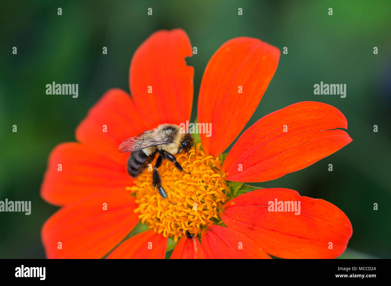 Saint Paul, Minnesota. Como Park. L'est commune, bourdon Bombus impatiens, qui se nourrissent de fleur. Banque D'Images