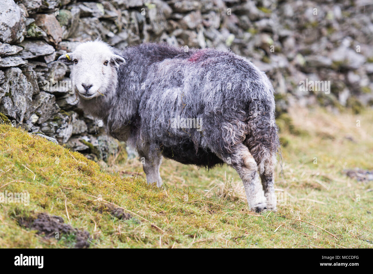 Une brebis herdwick à rond et souriant à l'appareil photo Banque D'Images