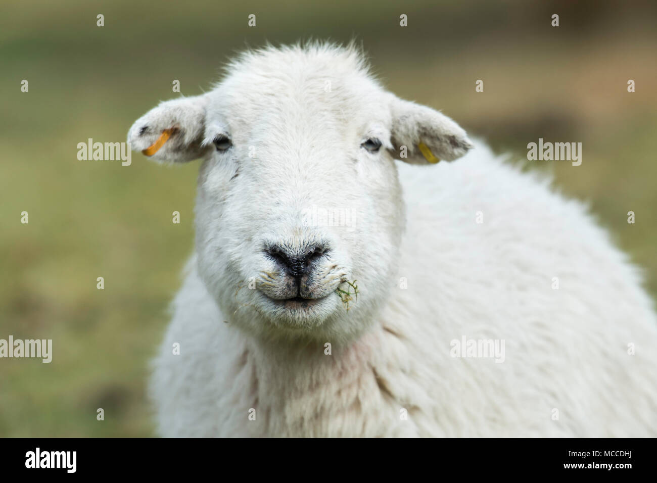 Un close up head shot d'une brebis Banque D'Images