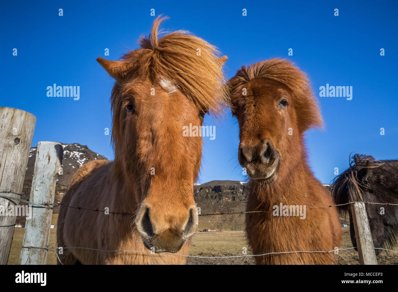 Chevaux Islandais, une race connue pour sa robustesse, sa convivialité et la démarche inhabituelle, dans une ferme le long de la côte sud de l'Islande Banque D'Images