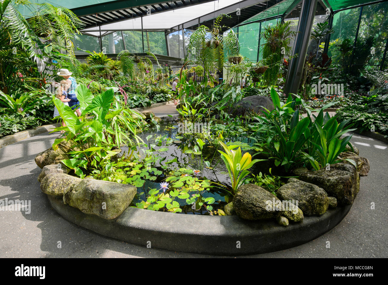 Les visiteurs se promener par l'étang du poisson à l'intérieur de la maison de papillons au conservatoire des Jardins Botaniques de Cairns, Cairns, Far North Queensland, FNQ, Queensland, Australie Banque D'Images