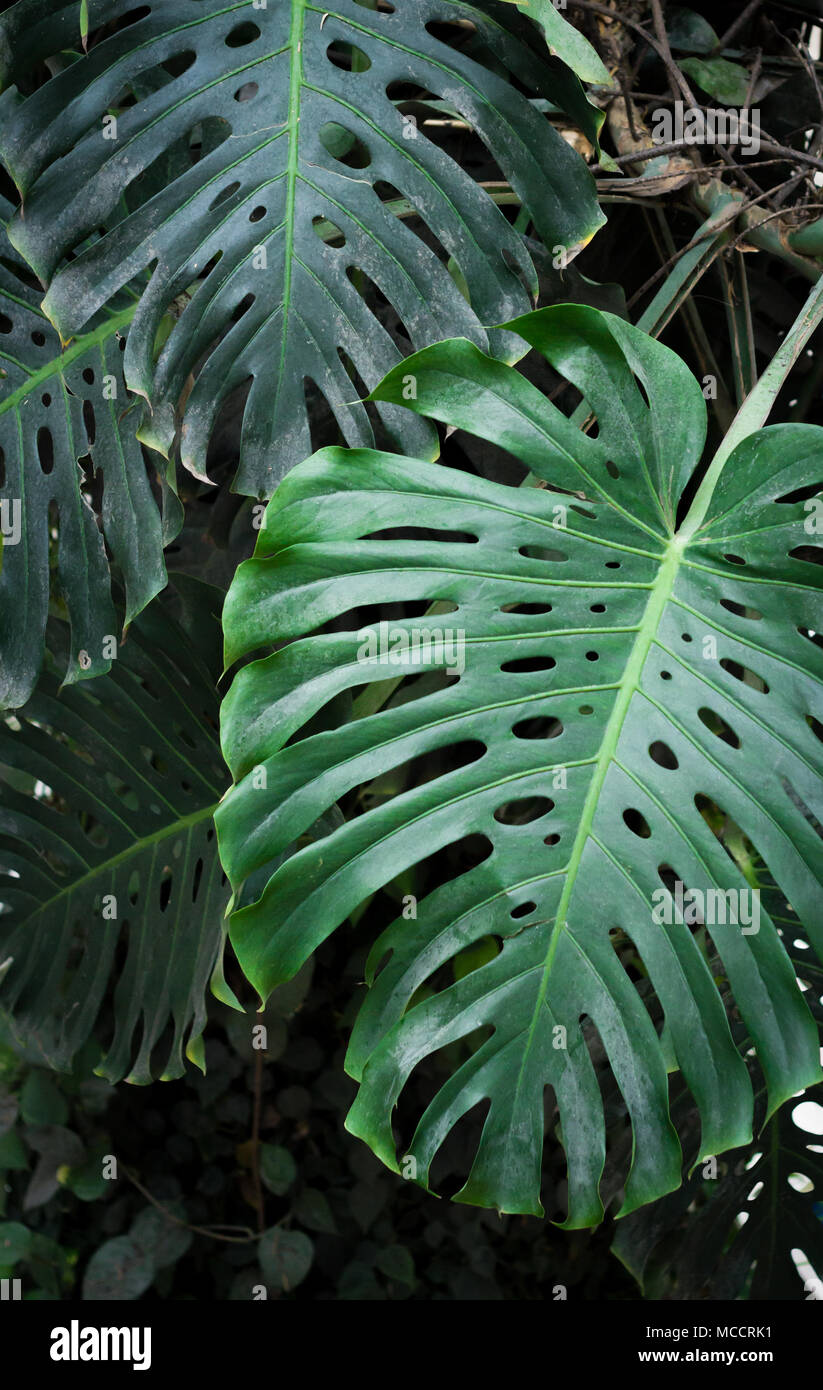 Les Feuilles Des Plantes A Feuillage Tropical Monstera Closeup Photo Stock Alamy Les Feuilles Des Plantes A Feuillage Tropical Monstera Closeup Photo Stock Alamy