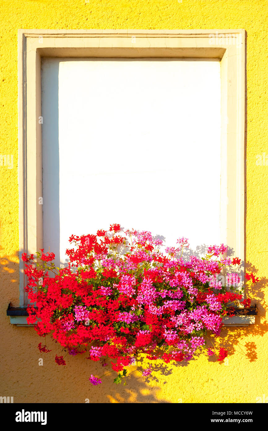 Châssis de fenêtre dans un mur jaune avec des géraniums balcon. Banque D'Images