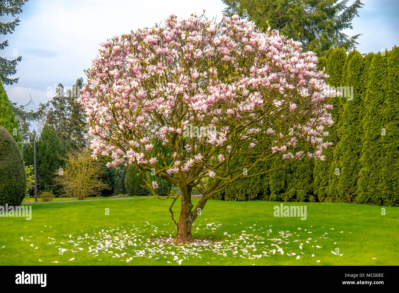 Belle purple magnolia arbre appelé 'big Dude'. Banque D'Images
