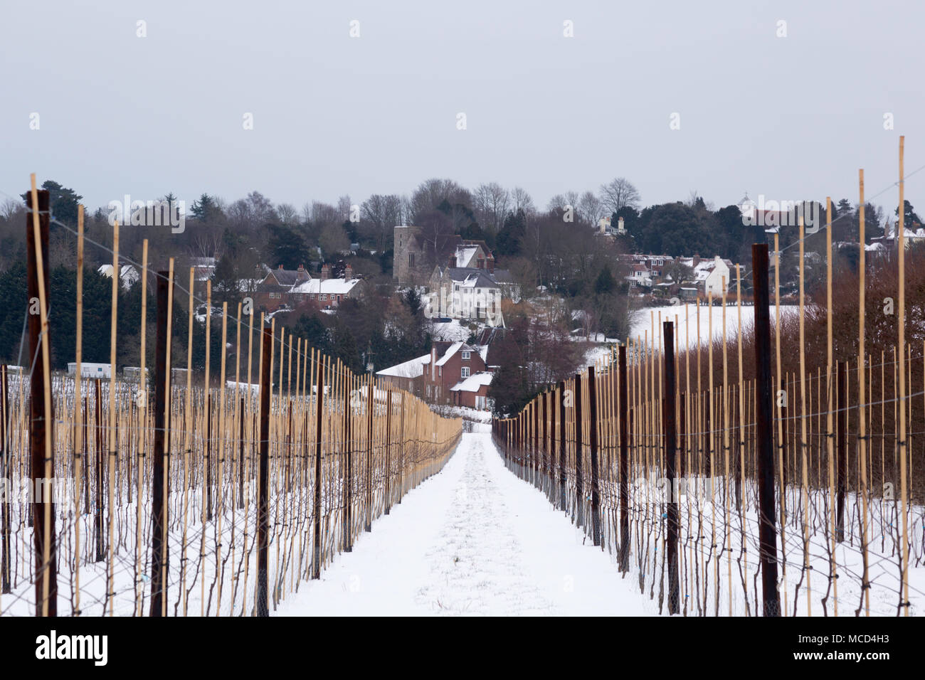 Verger polonais dans la neige à Upper Harbledown, Canterbury, Kent, UK. Banque D'Images