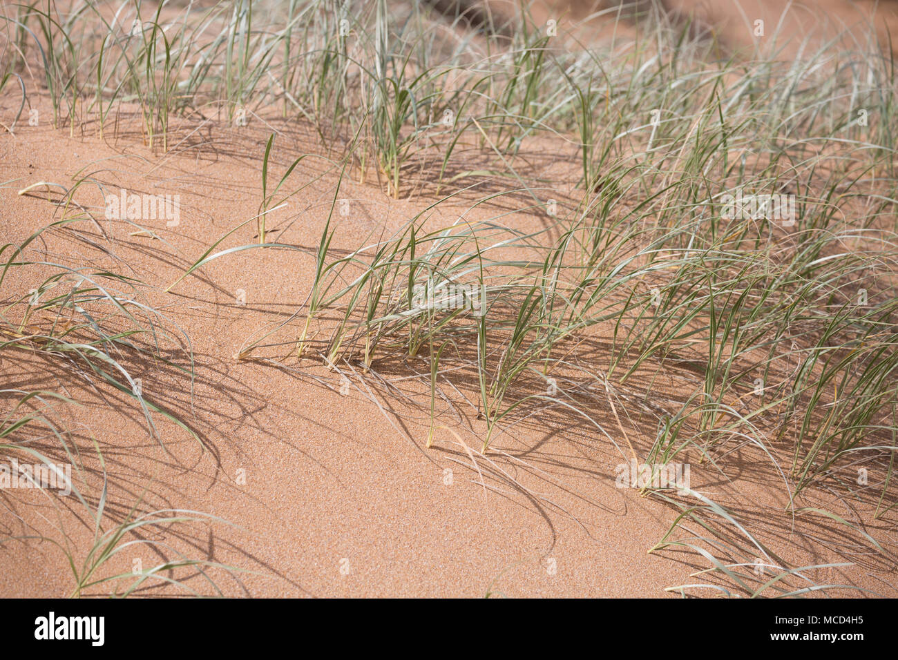 La régénération et la croissance des dunes de sable à Avalon beach à Sydney, Australie Banque D'Images