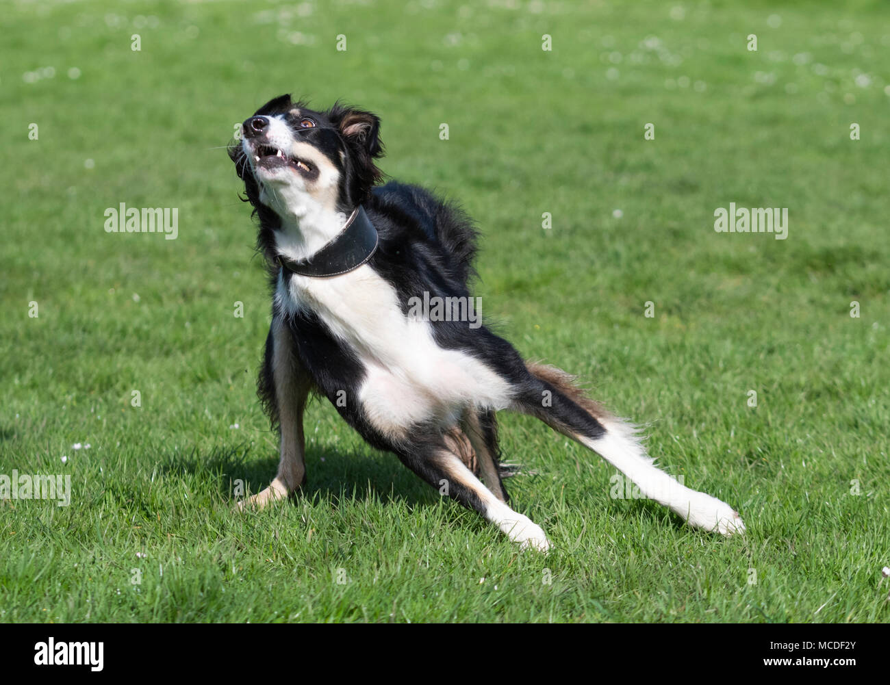 Un mâle Saluki et Border Collie race mélangée Lurcher chien qui court et à jouer dans un parc au soleil sur une journée ensoleillée au printemps au Royaume-Uni. Chien Noir et blanc s'amusant sur l'herbe dans un parc. Banque D'Images