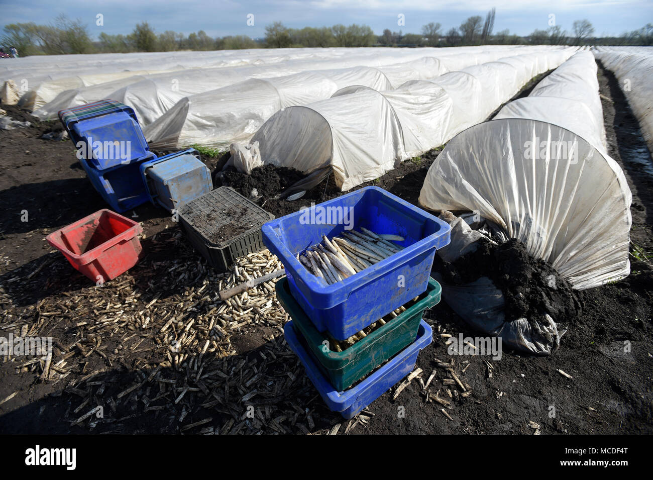 Chlumin, République tchèque. 14 avr, 2018. Les travailleurs agricoles saisonniers Ass.les asperges sur un champ d'une ferme en Chlumin, République tchèque, le 14 avril 2018. Credit : Ondrej Deml/CTK Photo/Alamy Live News Banque D'Images