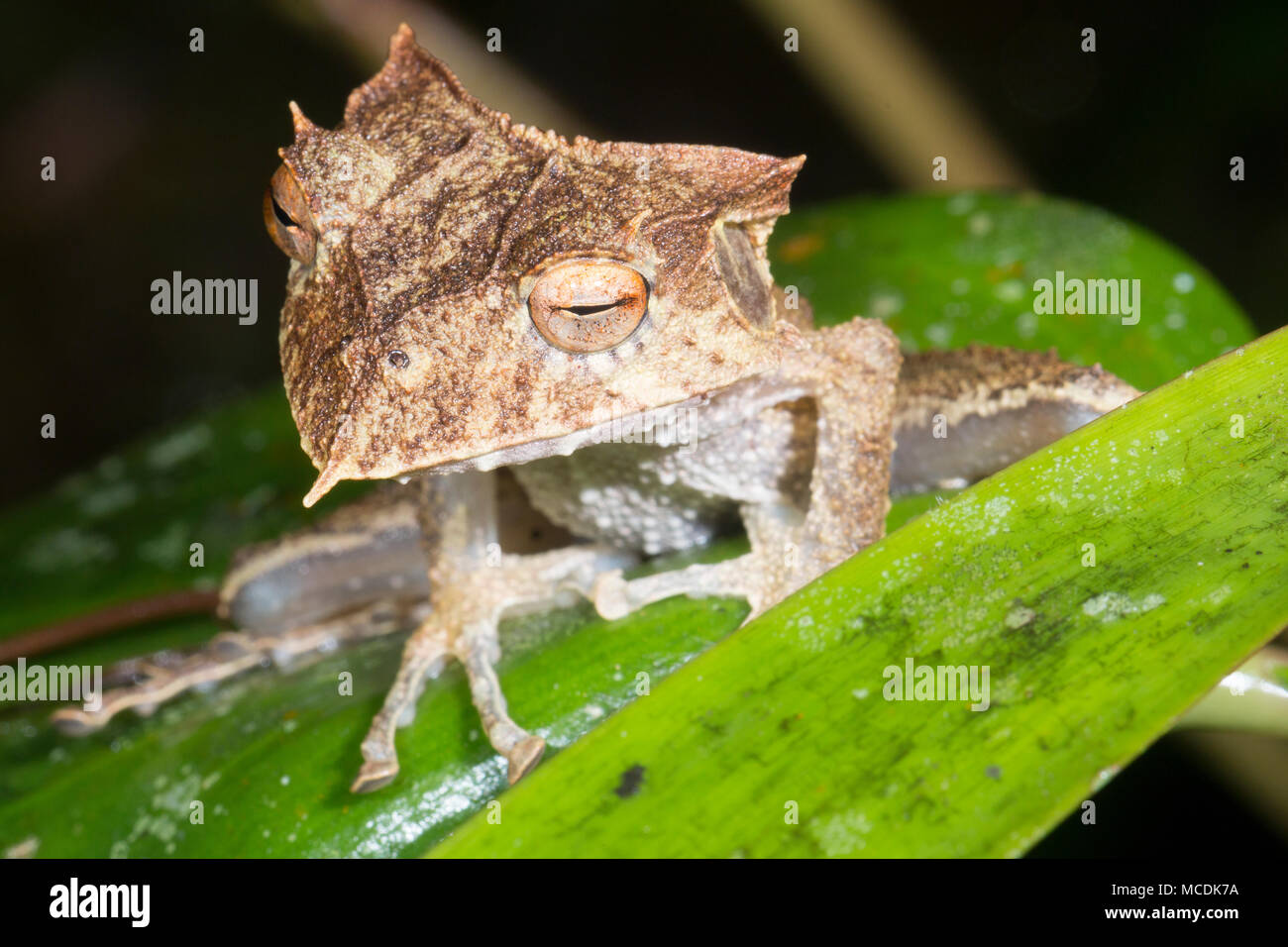 L'extrêmement rare et en voie de l'Équateur (Hemiphractus bubalus Treefrog Cornu). La nuit de repos dans son habitat naturel, la forêt tropicale, de sous-bois Banque D'Images