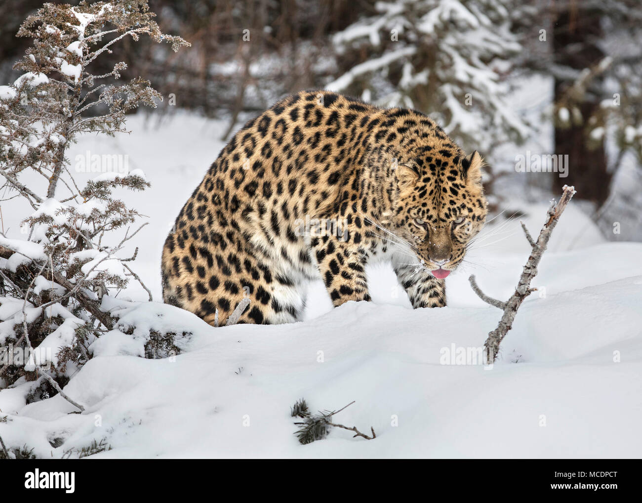 L'Amur Leopard Snow Bound Banque D'Images