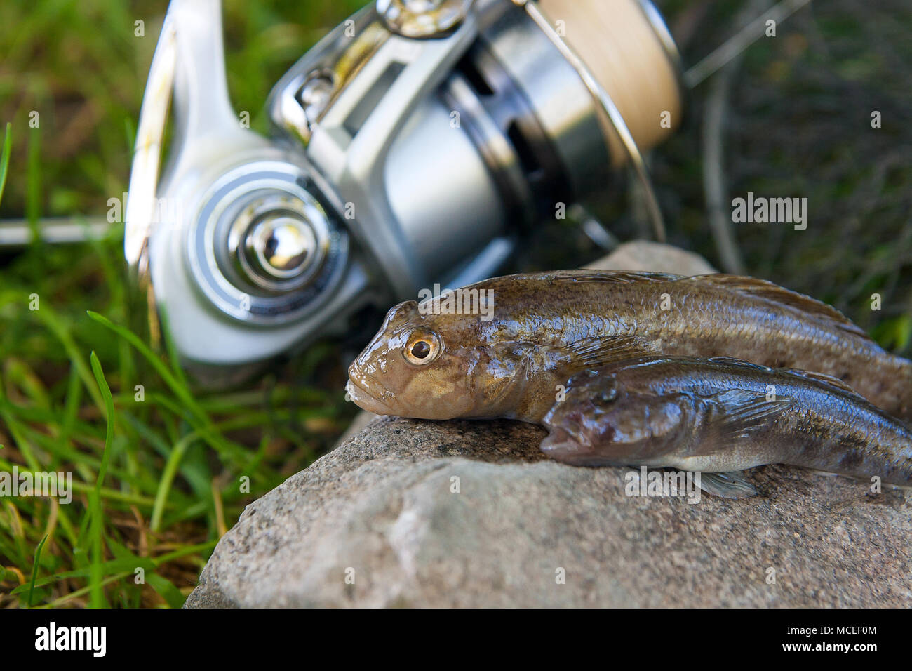 Poissons d'eau douce ou gobie barbotte poisson appelé Neogobius melanostomus et Neogobius fluviatilis pallasi juste pris de l'eau. Deux matières bullh Banque D'Images