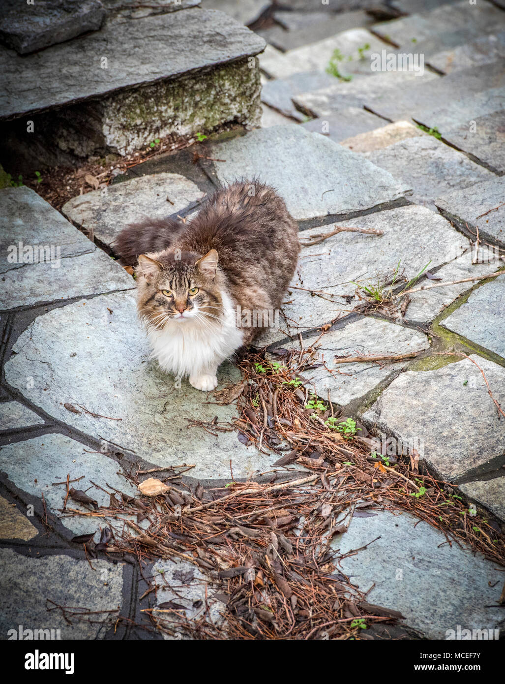 Rouge Blanc et gris cat sitting on stone street et à nous. Banque D'Images