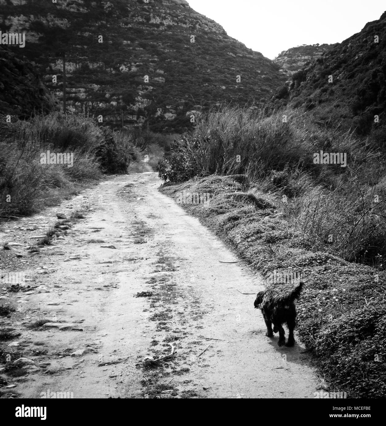 Vue arrière du chien marche sur chemin de terre, Grèce Banque D'Images