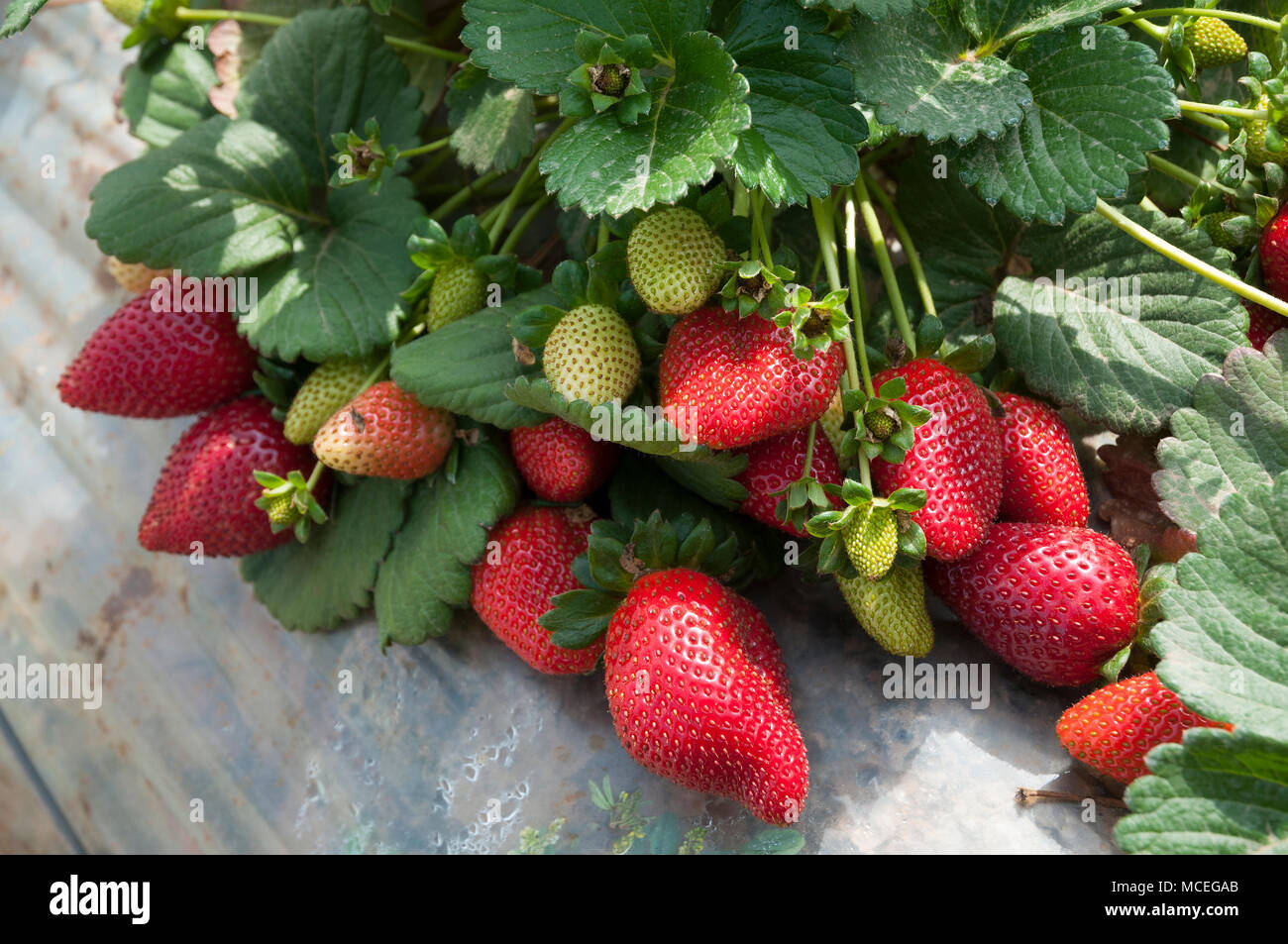Champ de Fraises Banque D'Images
