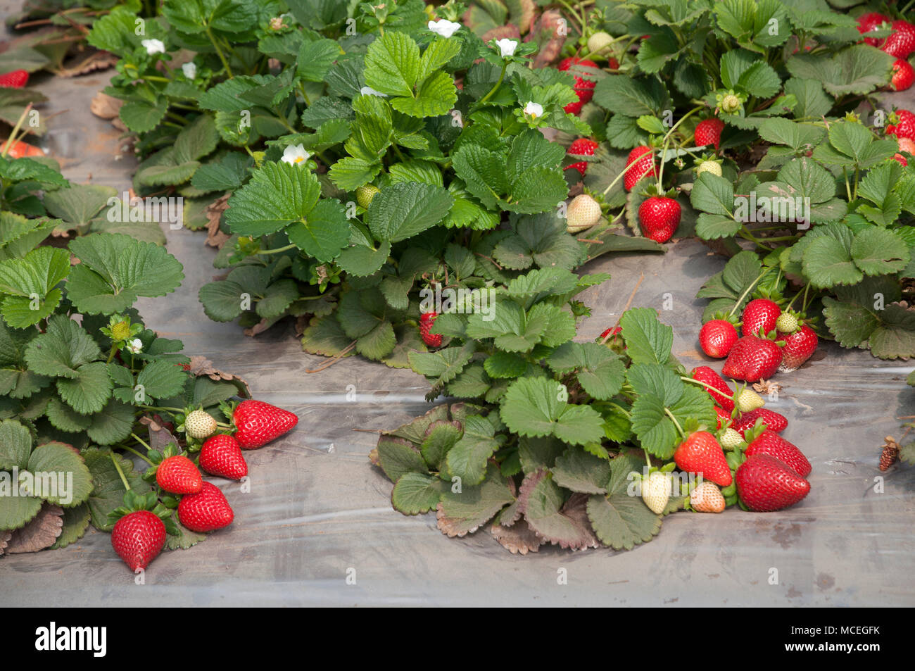 Champ de Fraises Banque D'Images