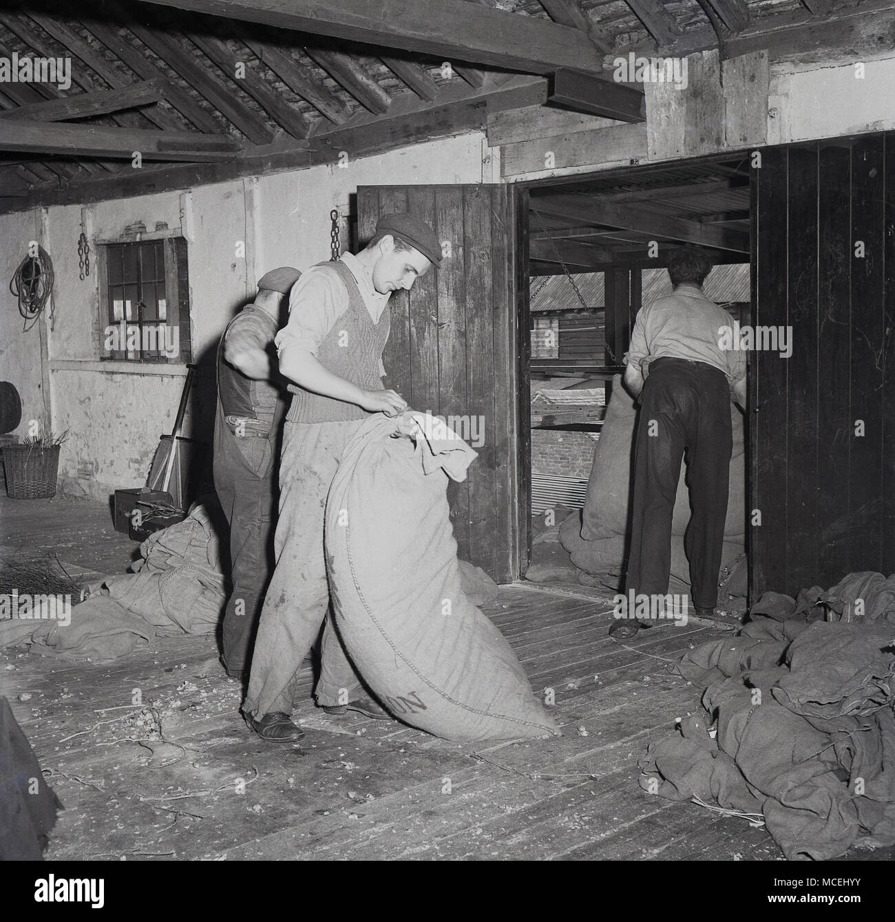 Années 1950, Kent, Angleterre, Royaume-Uni, tableau historique des travailleurs agricoles en mettant l'homme sacs de jute de houblon sur le premier étage d'une maison Oast pour sécher. Banque D'Images