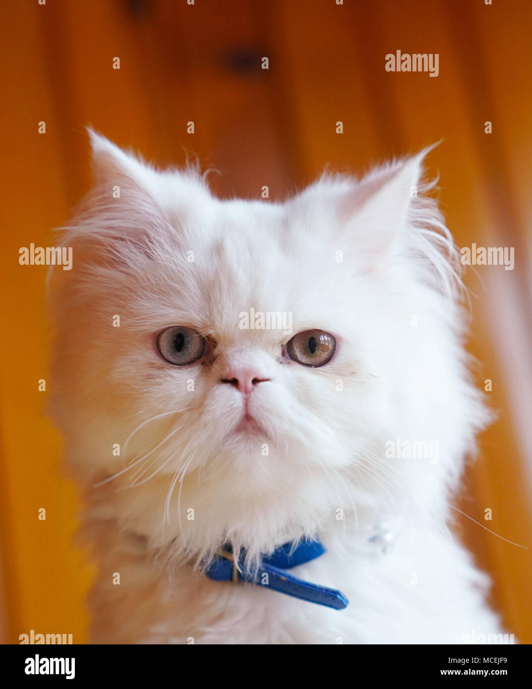 Chat domestique persan blanc aux yeux bleus Banque de photographies et d’images à haute
