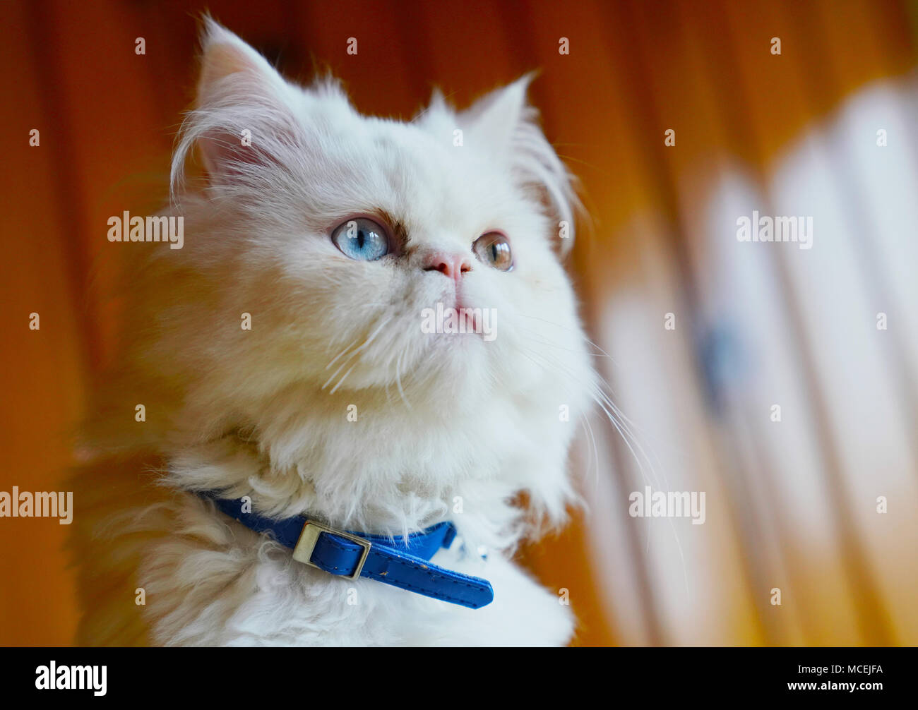 Chat domestique persan blanc aux yeux bleus Banque de photographies et d’images à haute